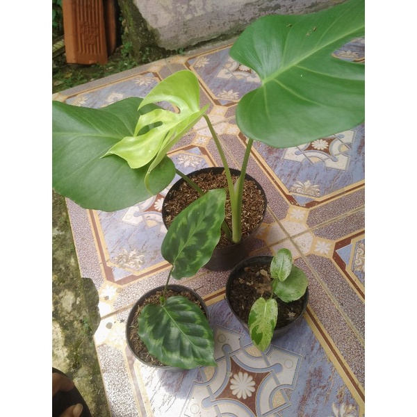 paket tanaman hias monstera, calathea,verde