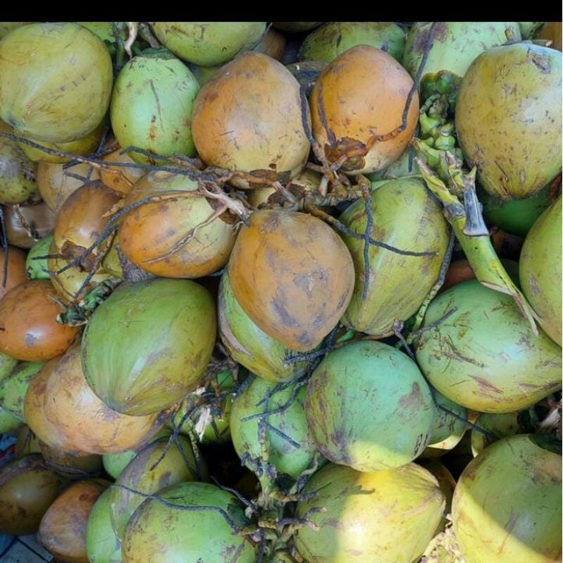 

kelapa hijau