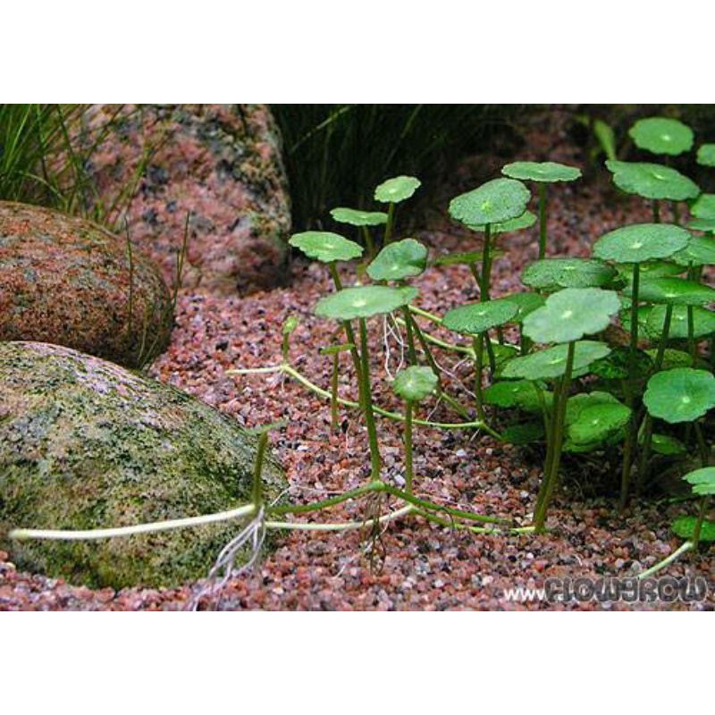 Hydrocotyle verticillata ( Tanaman Aquascape Tumbuhan Air Aquarium)