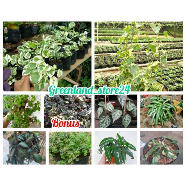 Paket 10 jenis tanaman gantung - tanaman hias gantung - paket tanaman hias murah - tanaman