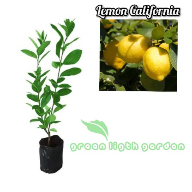Bibit lemon california