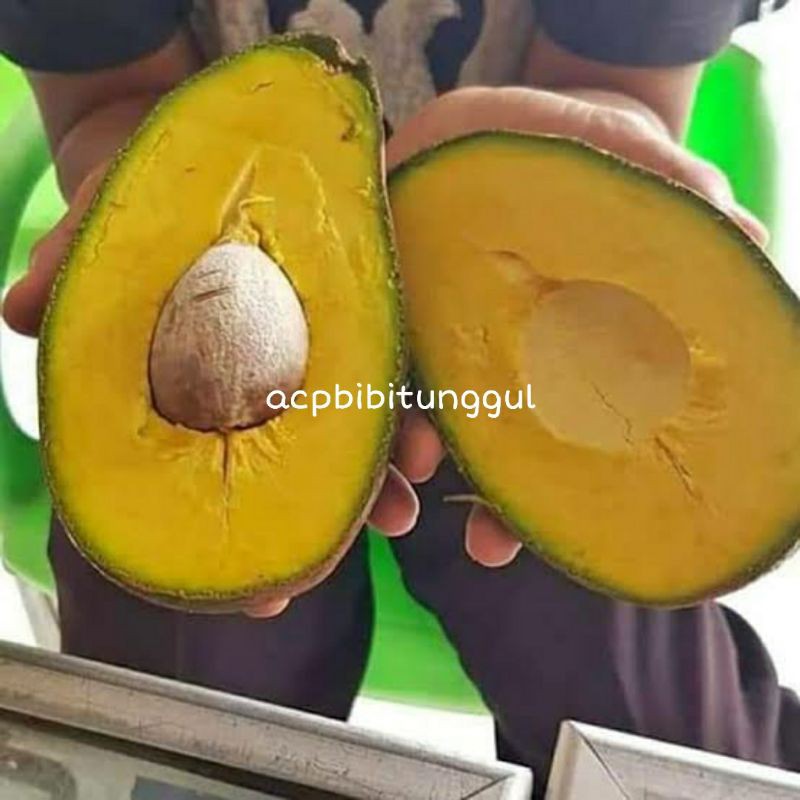 Bibit Buah Alpukat YAMAGATA unggulan