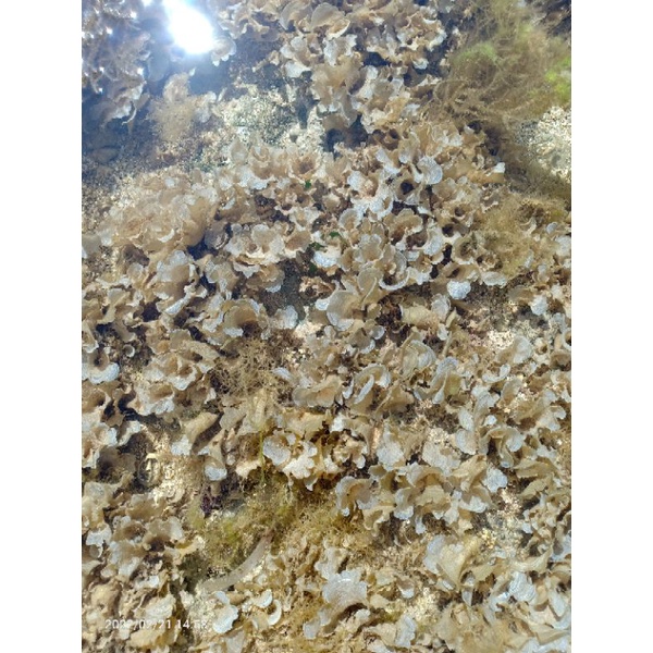 

rumput laut padina/acerosa