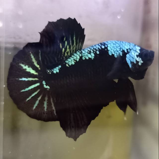 Ikam Cupang Black Mamba Grade