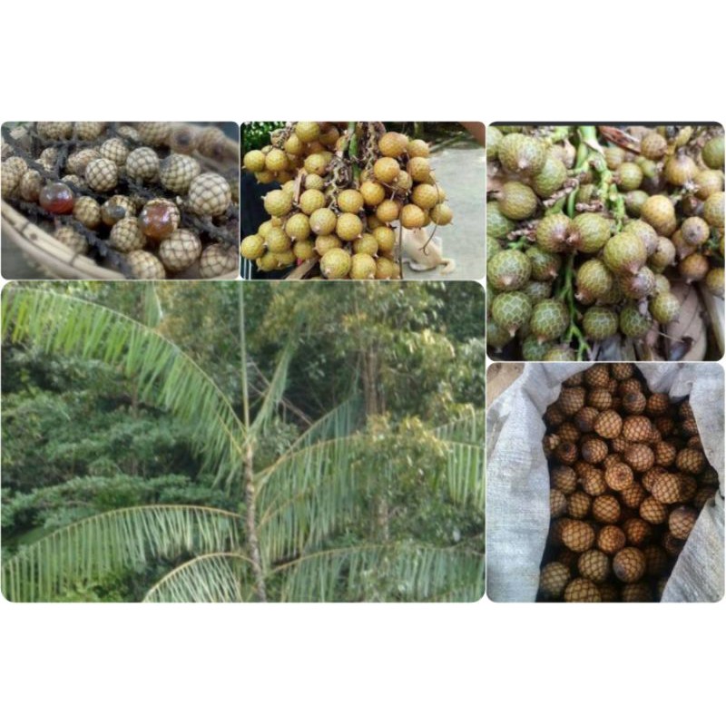 

Rattana Cocktail fruit