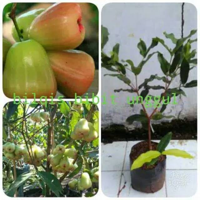 bibit buah jambu air citra keraton super (bibit tanaman buah) Cepat berbuah