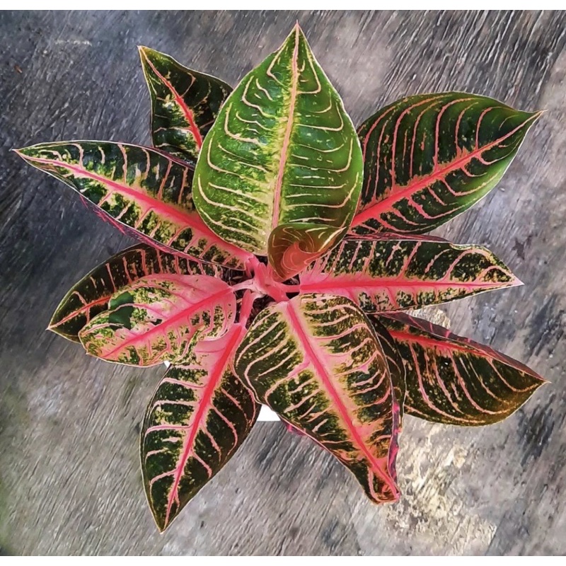 Aglonema red sumatra baby - Tanamanhias aglonema Redsumatra