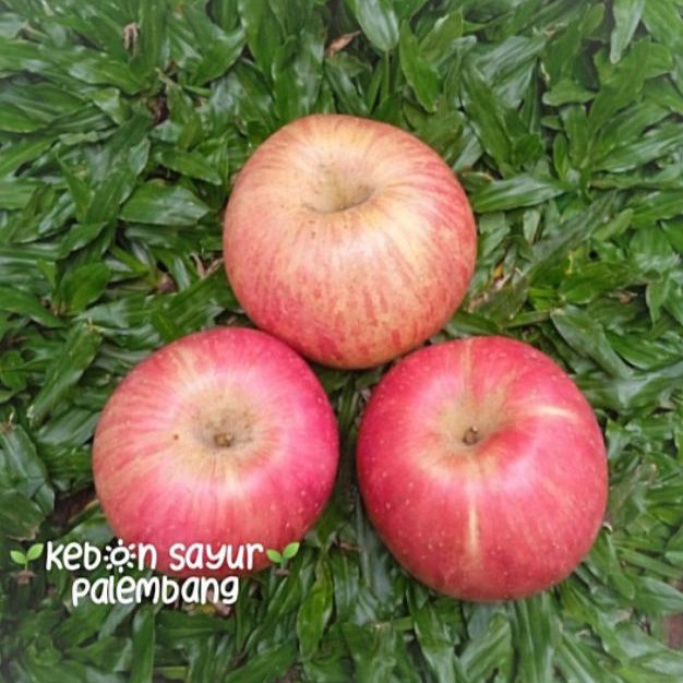 

Buah Segar Apel Fuji per pcs