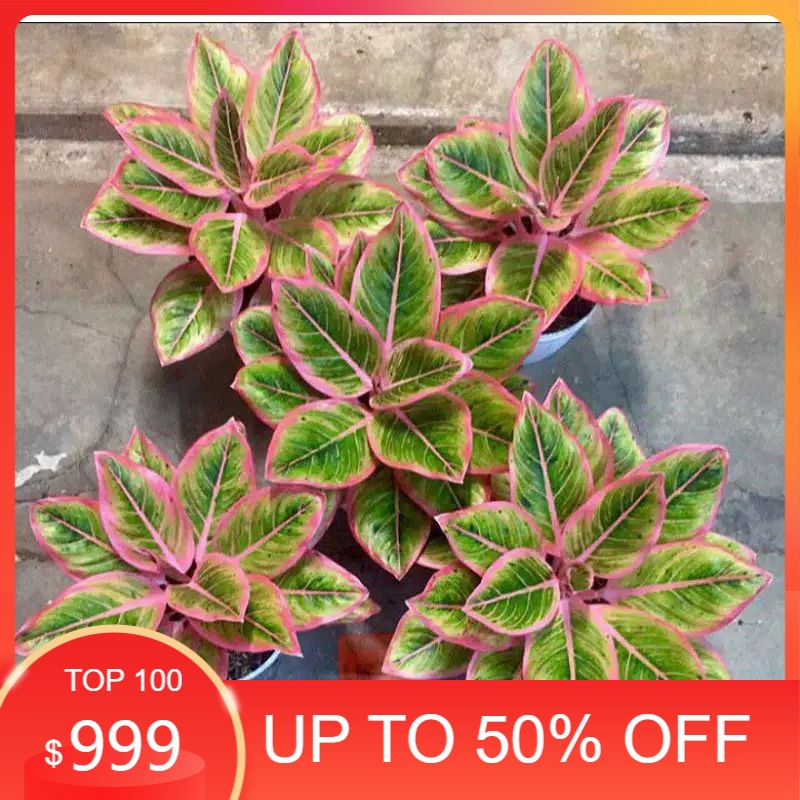 Bonggol Aglonema Lotus Delight