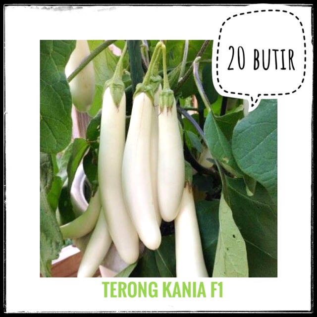 20 Benih Terong Putih Kania F1 (Cap Panah Merah) repack