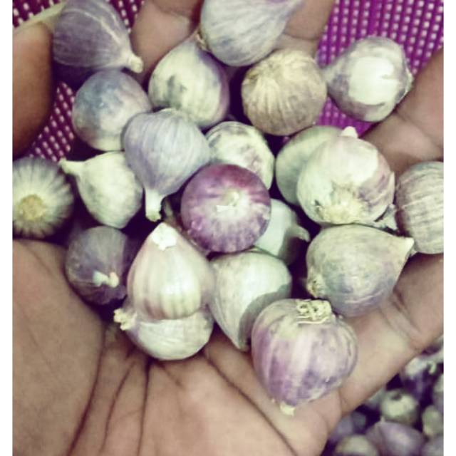 

Bawang tunggal import 1kg kwalitas premium