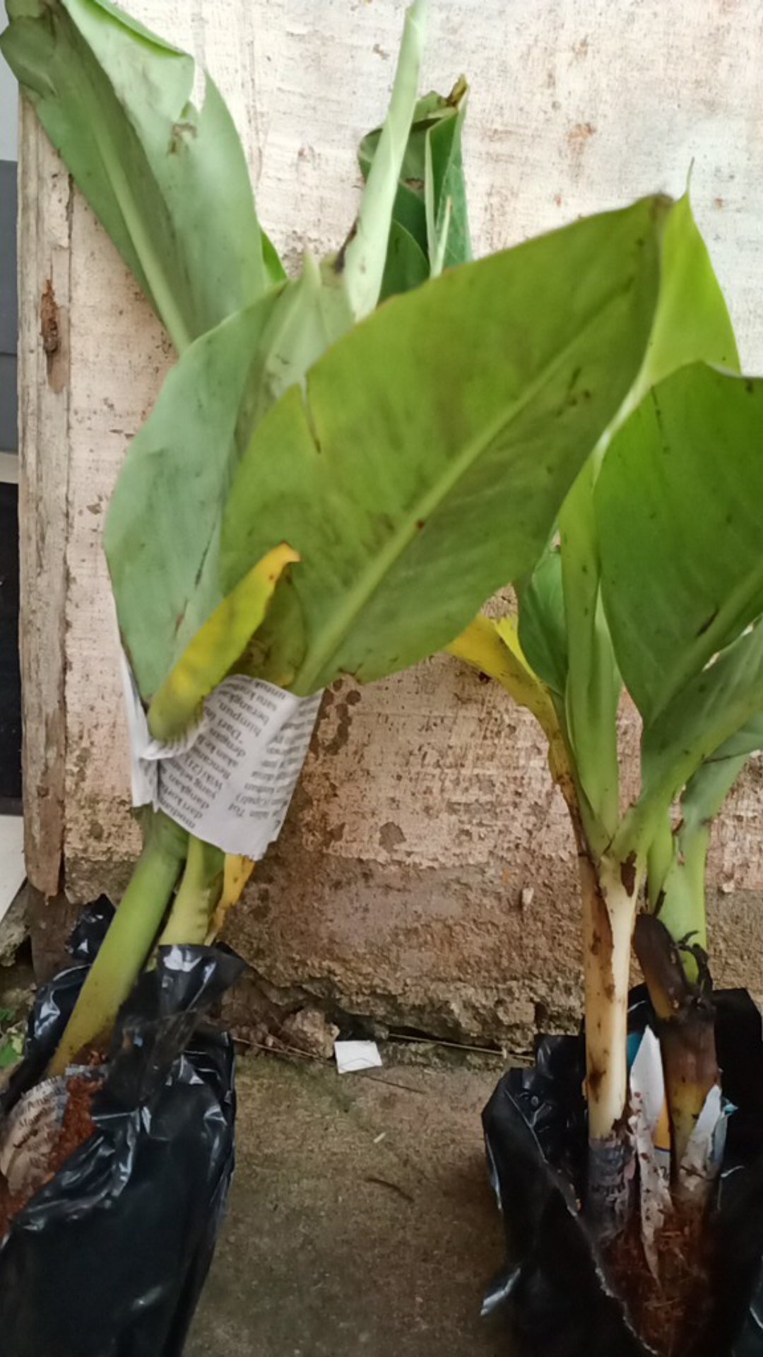 Turus Sabut Kelapa / Turus Penyangga Tanaman Rambat / Turus Tanaman Monstera / Turus Janda Bolong