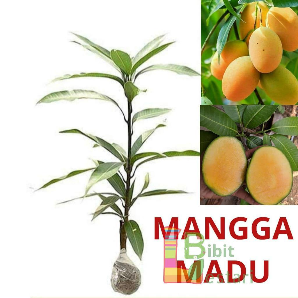 Bibit Mangga Madu - Bibit Mangga Okulasi
