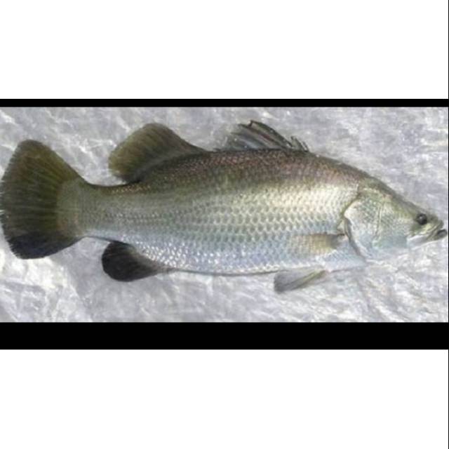 

Ikan kakap putih cukil