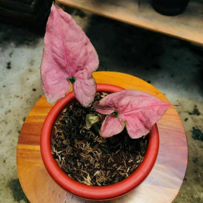 Tanaman Hias Syngonium Pink Perfection / Original Senapmena