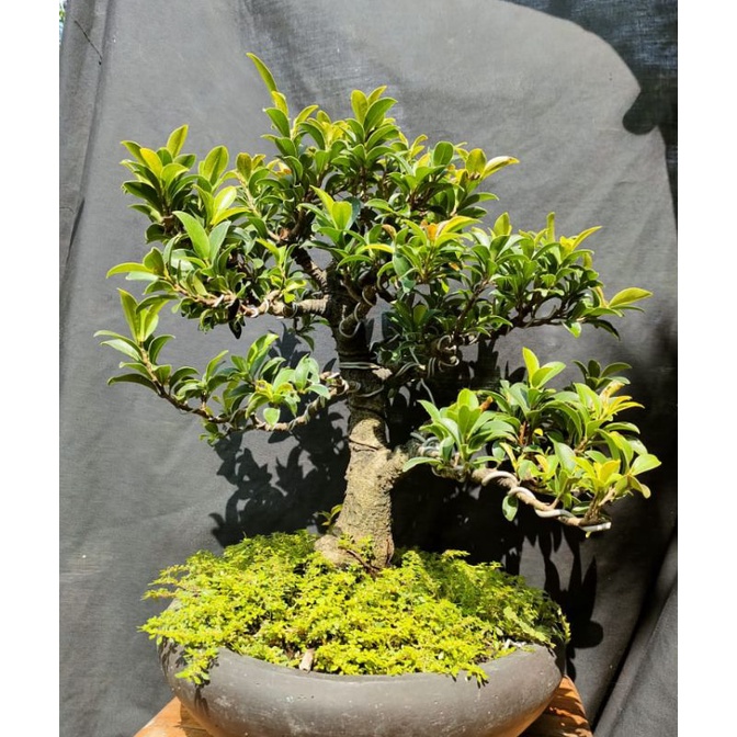 Bonsai Elegan Ori Bonsai Ficus Elegan