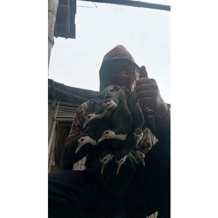 

ruak ruak ato sribombok