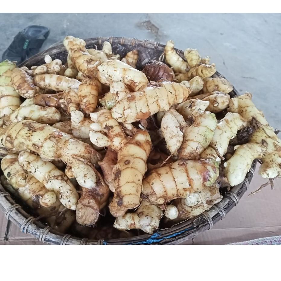 

3.15 Sell kunyit putih segar 1 kg langsung ambil dari hutan asli organik herbal CURCUMA ZEDOARIA | TRENDING | TERBARU LAGI |