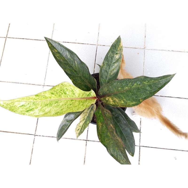 Tanaman Hias Anthurium Hookeri Varigata Pink Size Large