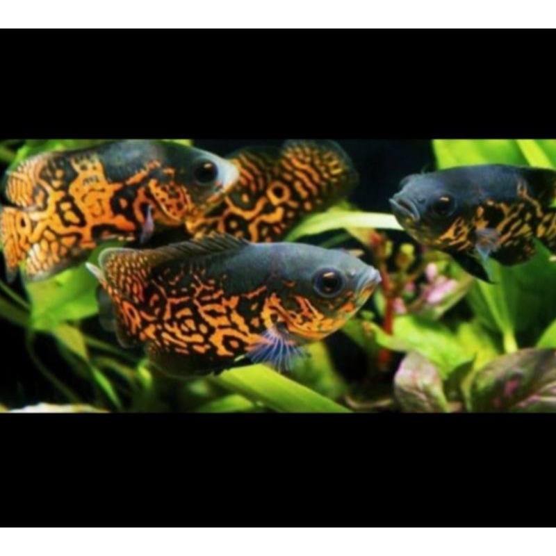Ikan Oscar tiger batik