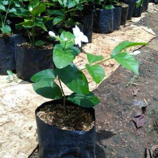 Jasmine flower Bibit tanaman bunga melati wangi Pohon Jasmine flower Bibit tanaman bunga melati wangi Pohon