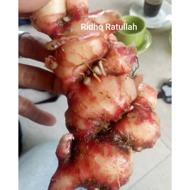 

Jahe Merah Fresh dari Kebun Kualitas Super