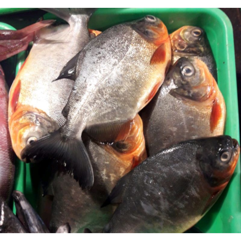 

IKAN BAWAL / 500gr