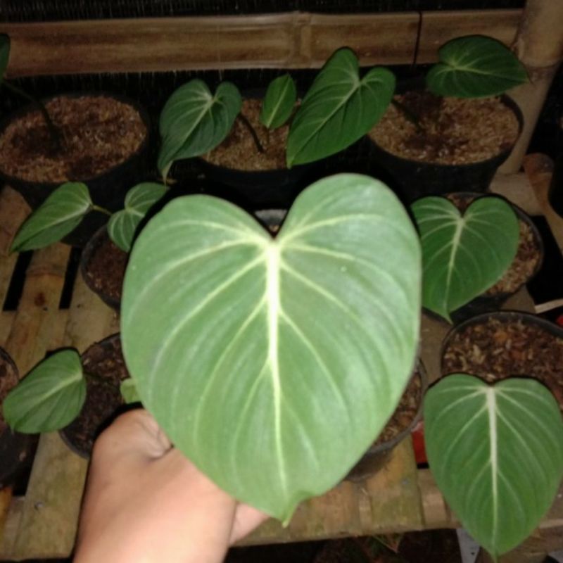 bibit philodendron gloriosum hilo gloriosum