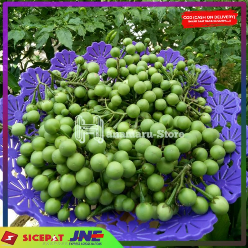 

Buah cepokan atau takokak segar ( 500gram )