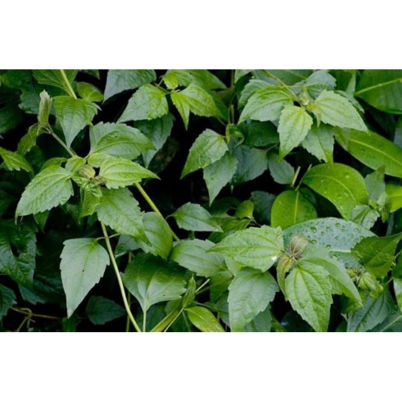 

daun balakacida 120 lmbr (herbal)