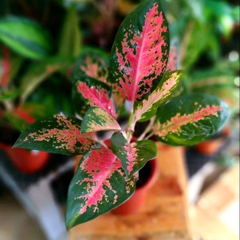 { BISA COD } Aglonema Kochin Red Paramruay Remaja | Tanaman Hias Bunga Aglonema Kochin Paramuai Mera