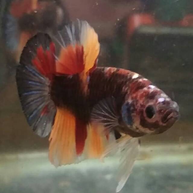 Cupang Hias Giant Avatar Nemo