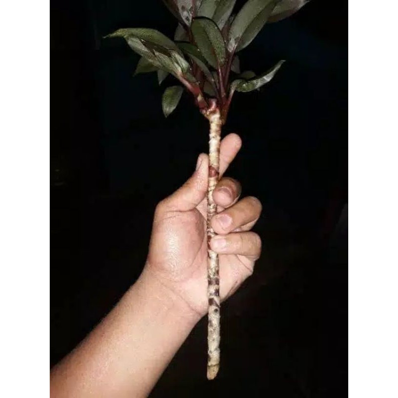 

Batang Andong merah steak tumbuhan herbal hanjuang