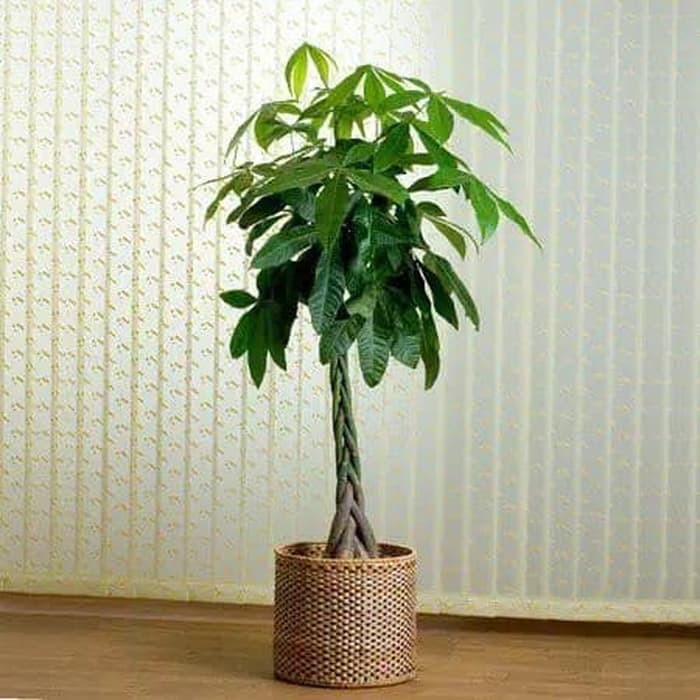 Tanaman Hias Pacira - Tanaman hias - Pacira⠀⠀⠀⠀