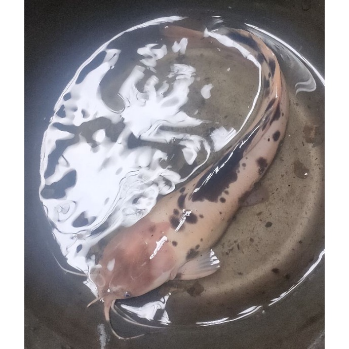 IKAN HIAS LELE BELANG SPOTTED CATFISH (LIMITED)+-25 cm