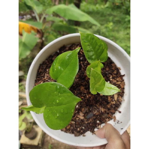 Epipremnum Manjula Golden dan Njoy Golden sepaket Realpict