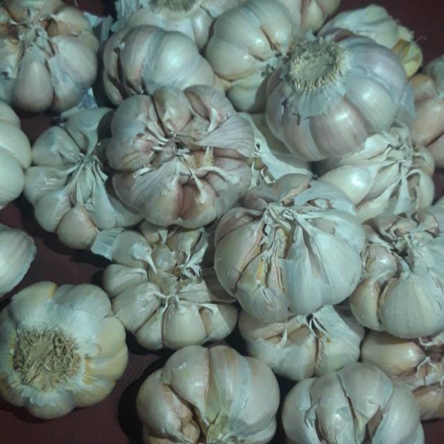 

BAWANG PUTIH BANCI