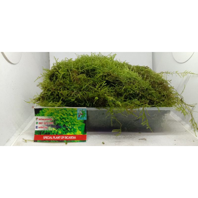 Java moss clump porsi nampan