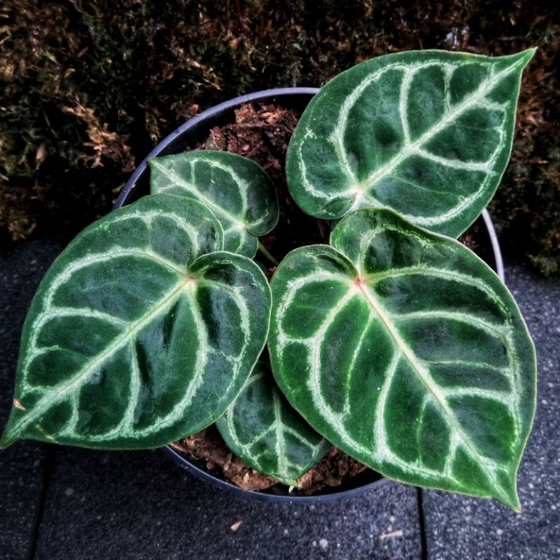 ORIGINAL Anthurium Dorayaki X Hoffmanii Manik Merah Size Besar