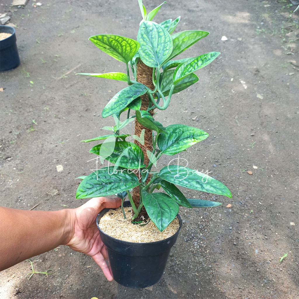 Monstera Peru - Sirih Badak - Tanaman Hias Monstera Peru Murah