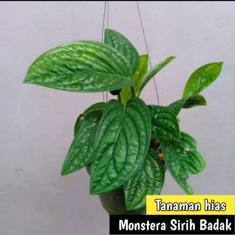 Sirih badak - Monstera sirih badak