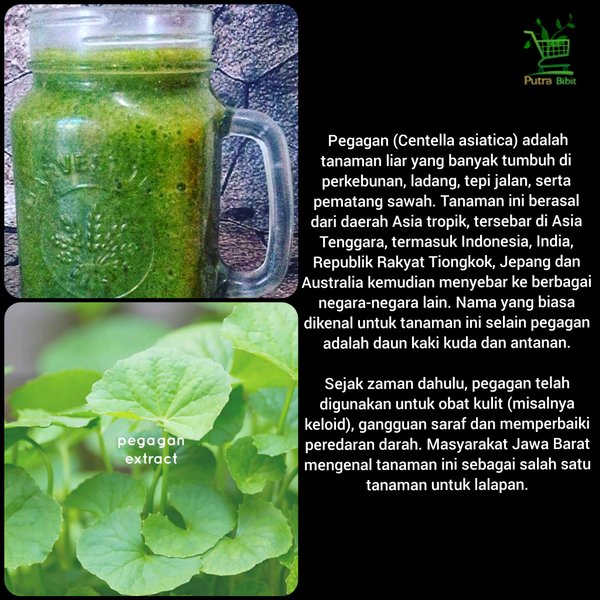 

Daun Pegagan Segar 1kg - Obat Ramuan dan Jamu Herbal