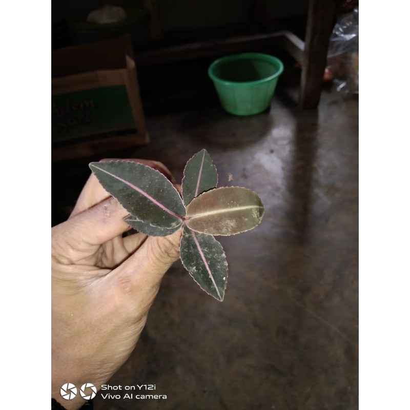 TERLARIS jenis tanaman hias kiakasar