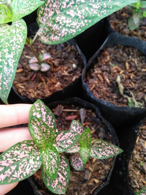 Hipoestes pink / hipotes pink