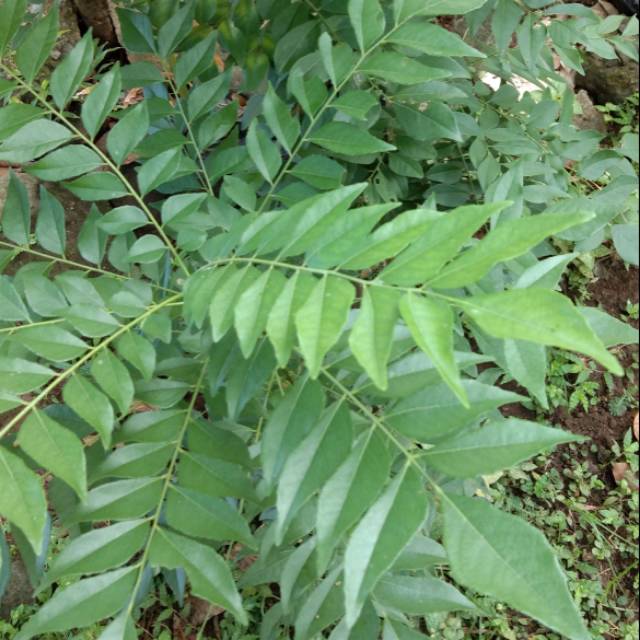 

paket mix Daun salamkoja / daun kari / temurui/daun gulai Rp 10000,-(20 tangkai) + daun salam + daun jeruk wangi