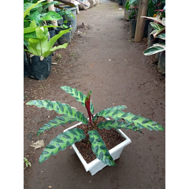 Jual Bunga Maranta Ekor Merak Hidup Shopee Indonesia