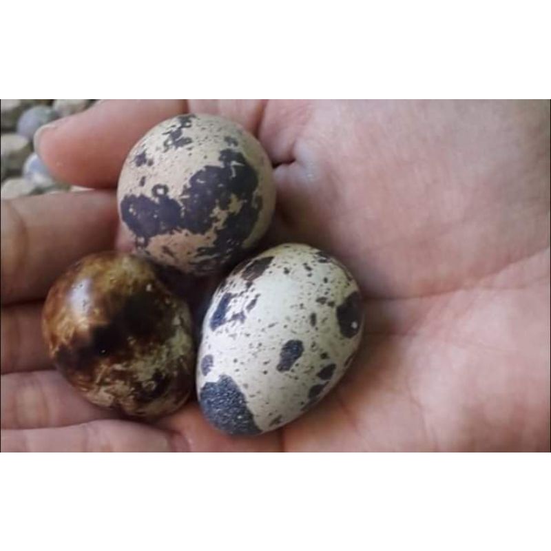 

Telur puyuh mentah 20K/ per 41 butir