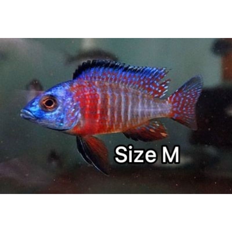 cichlid aulonocara red flush