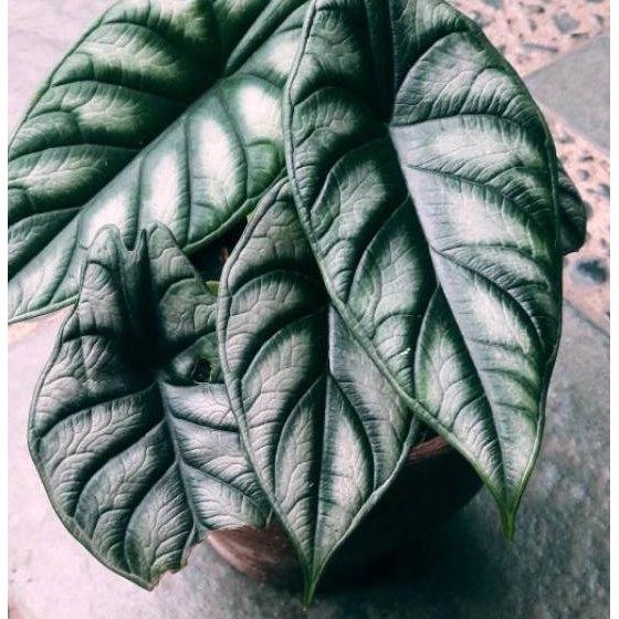 Hot Promo Tanaman Hias Alocasia Silver Dragon Scale Alokasia Baginda Keladi Black Silver Limit Shopee Indonesia