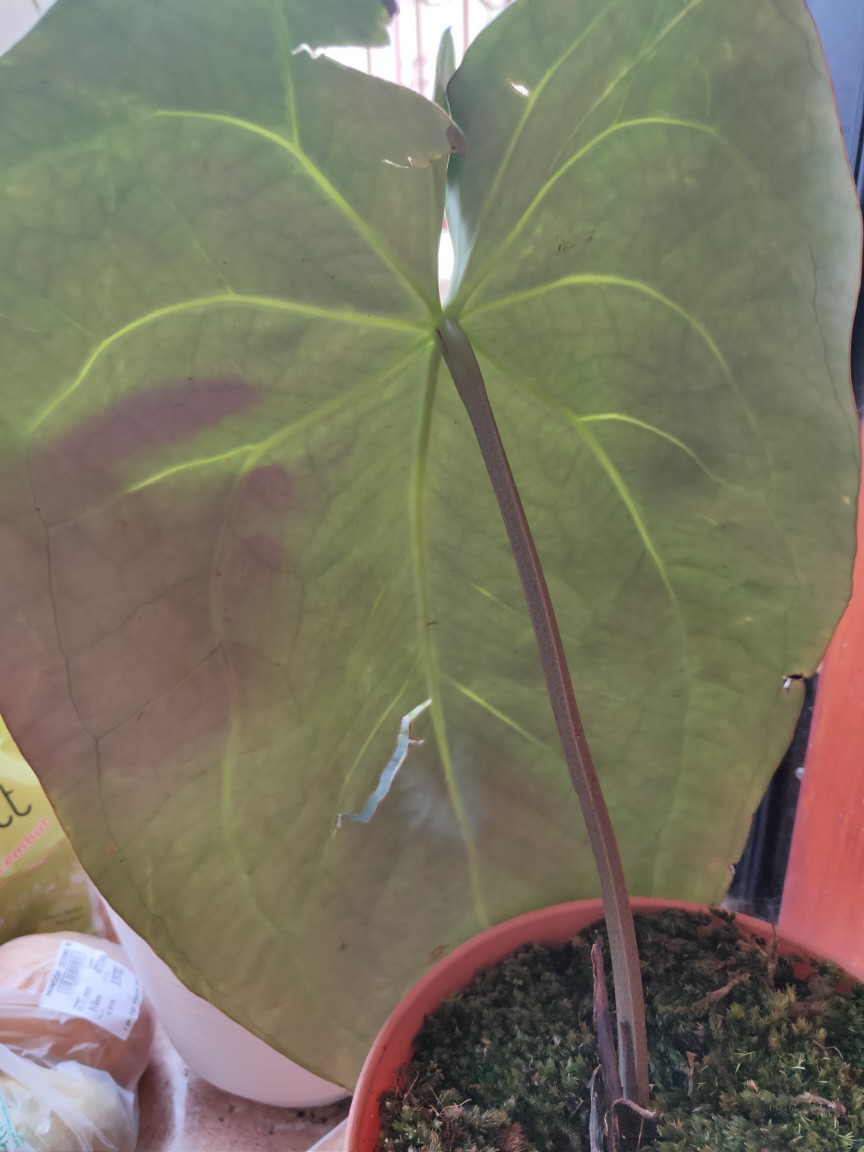 Anthurium Magnificum Verde Batang Kotak